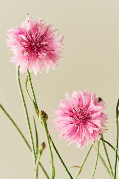 Kornblomst 'Pink Ball' - frø