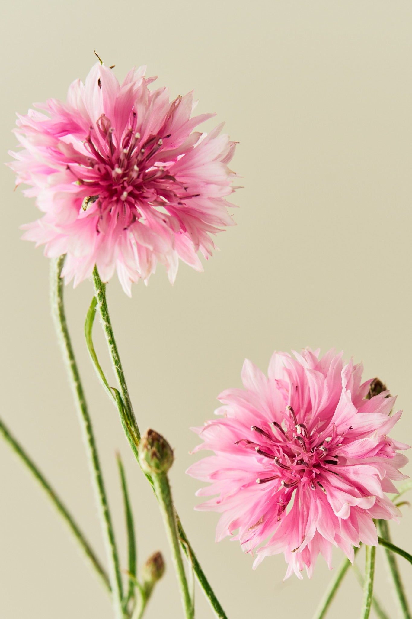 Kornblomst 'Pink Ball' - frø