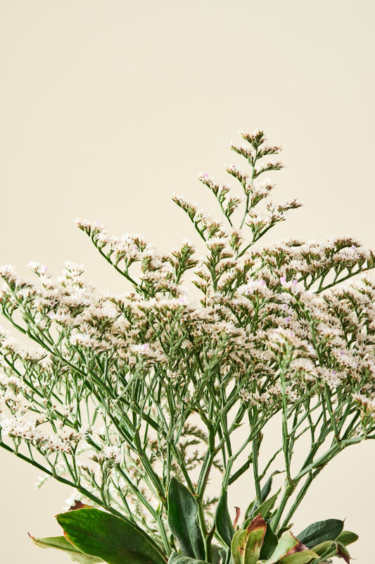 Tætblomstret hindebæger 'Woodcreek' - frø