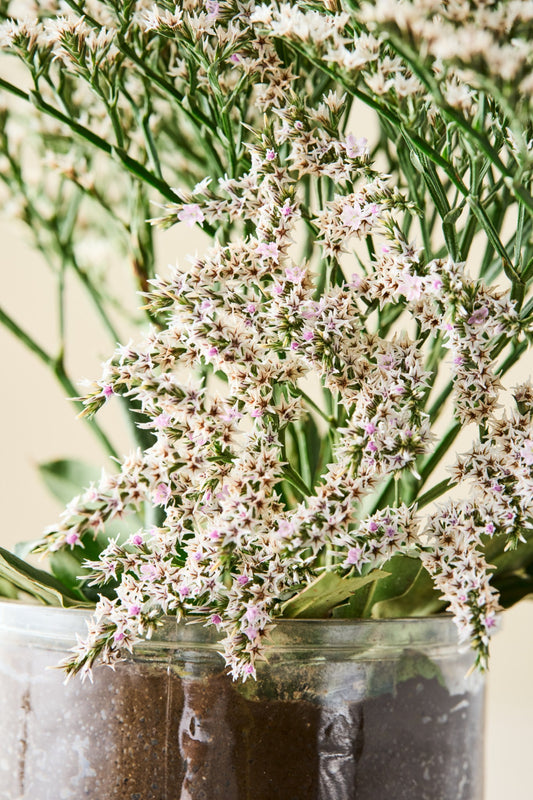Tætblomstret hindebæger 'Woodcreek' - frø