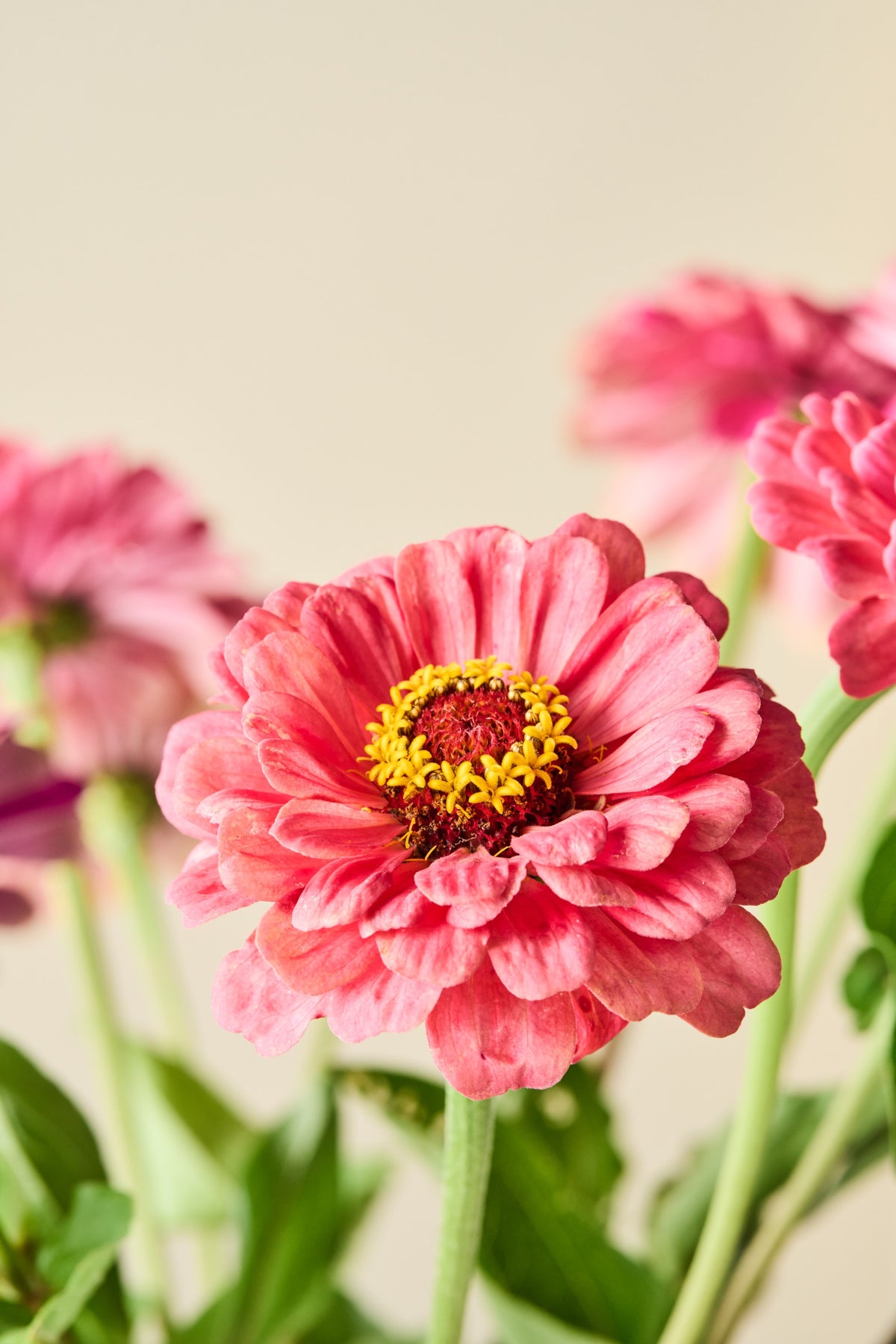 Frøkenhat 'Art Deco' - frø