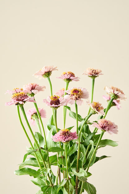 Frøkenhat 'Zinderella Lilac' - frø