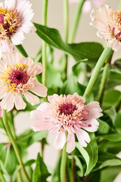 Frøkenhat 'Zinderella Lilac' - frø
