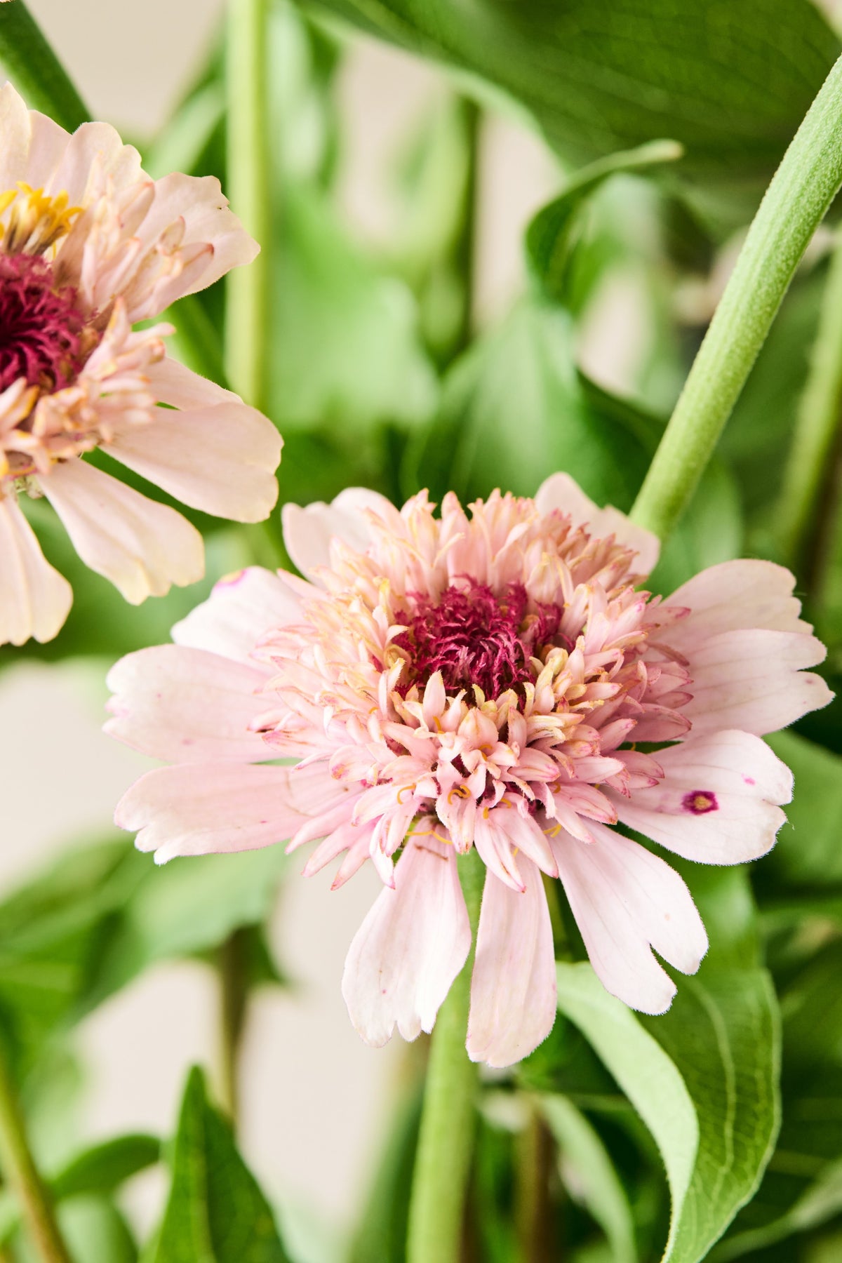Frøkenhat 'Zinderella Lilac' - frø