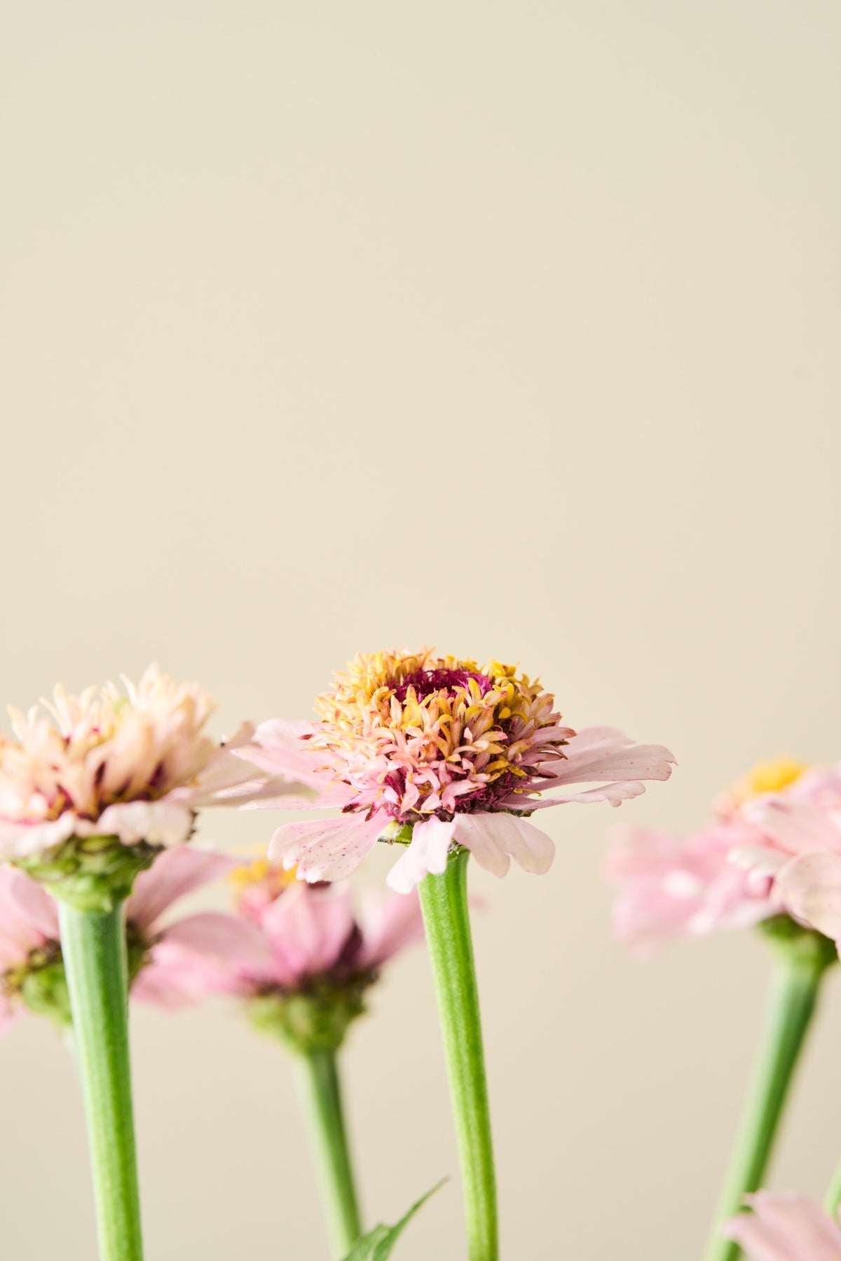 Frøkenhat 'Zinderella Lilac' - frø
