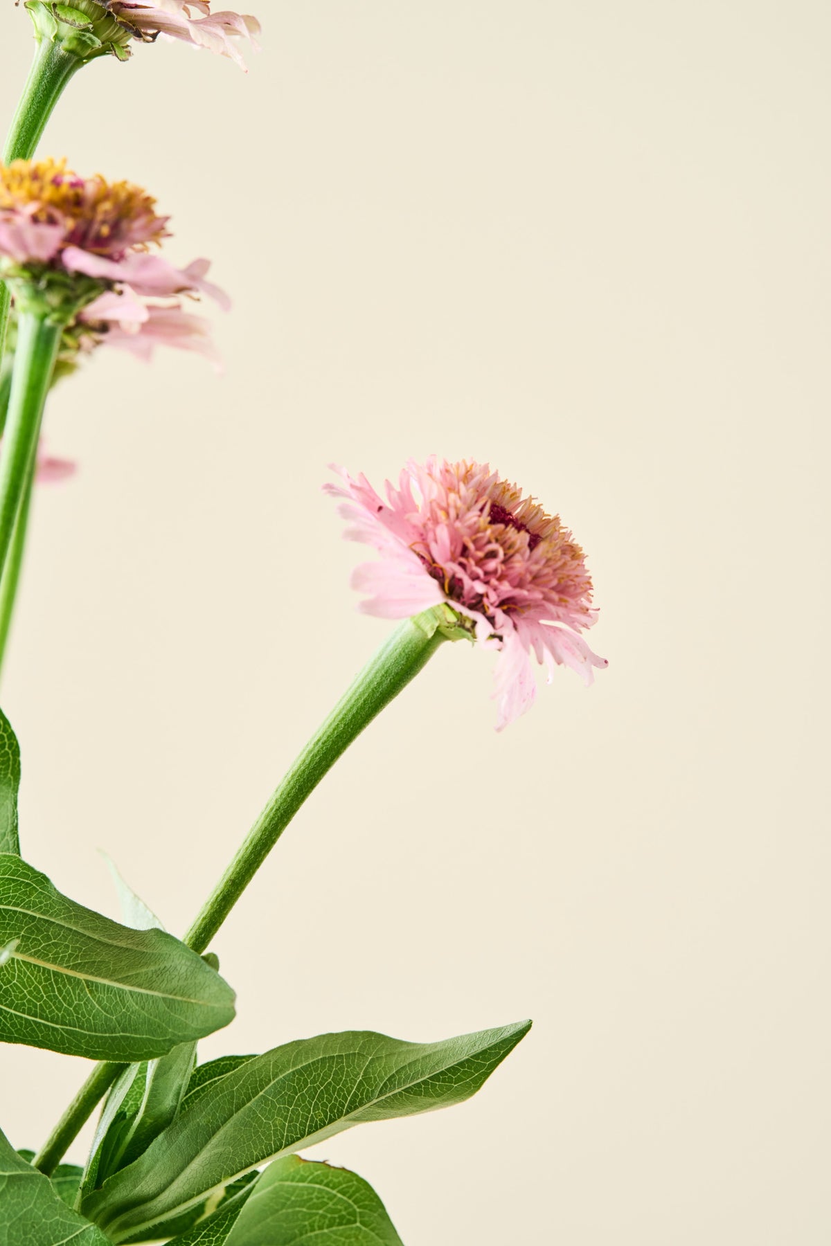 Frøkenhat 'Zinderella Lilac' - frø