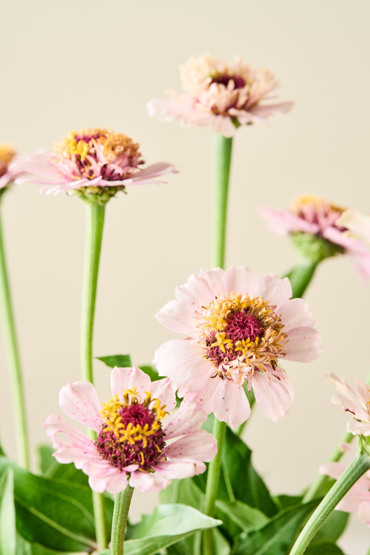 Frøkenhat 'Zinderella Lilac' - frø