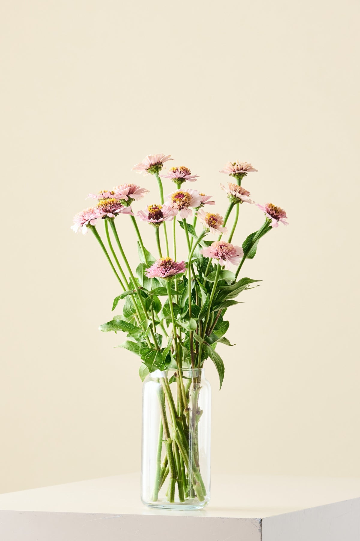 Frøkenhat 'Zinderella Lilac' - frø