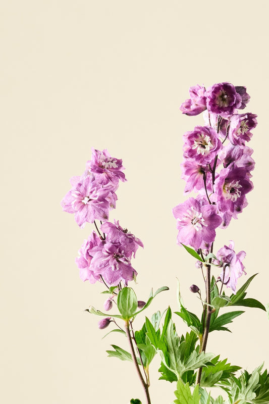 Ridderspore 'Magic Fountains Cherry Blossom' - frø