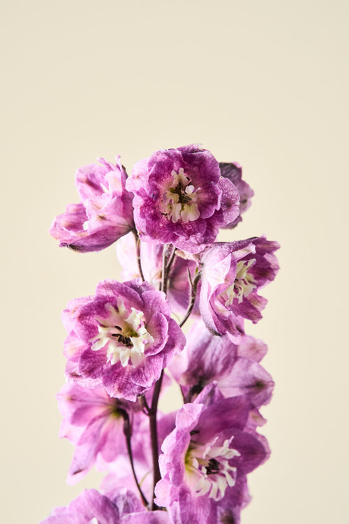 Ridderspore 'Magic Fountains Cherry Blossom' - frø