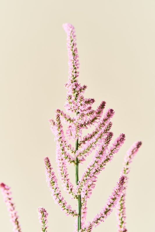 Askhindebæger 'Pink Pokers' - frø