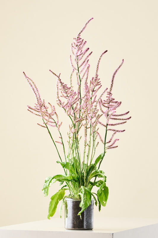Askhindebæger 'Pink Pokers' - frø