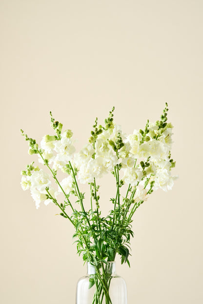 Løvemund 'Snapstar White F1' - frø