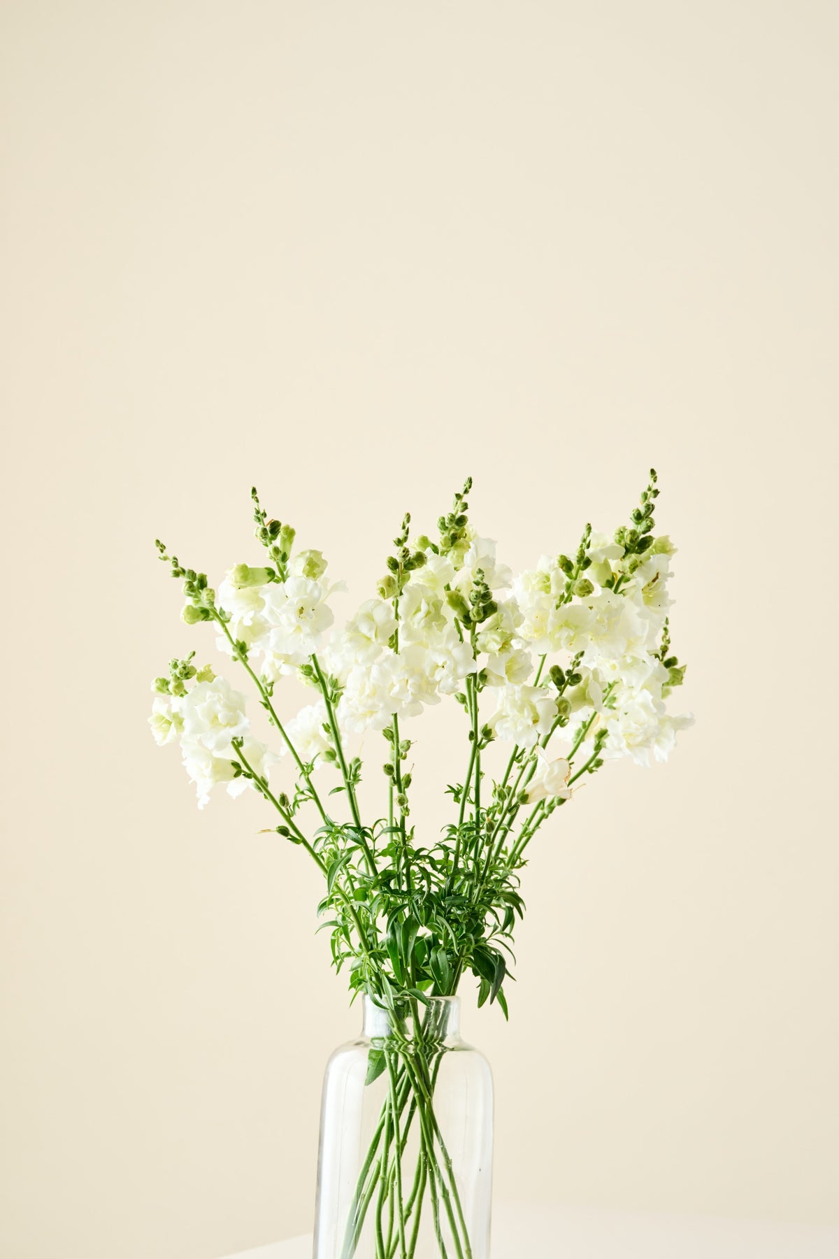 Løvemund 'Snapstar White F1' - frø