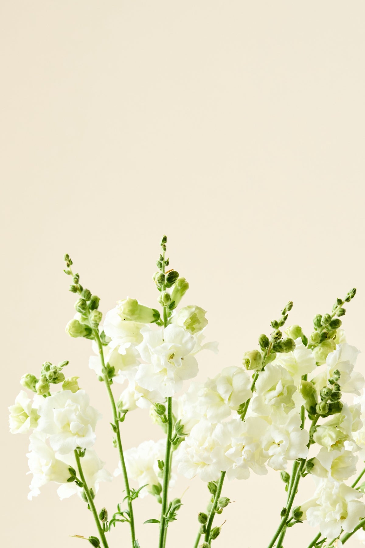 Løvemund 'Snapstar White F1' - frø