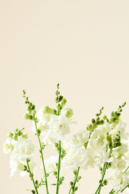 Løvemund 'Snapstar White F1' - frø