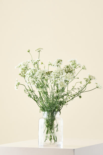 Blomsterkørvel 'QIS White Finch'