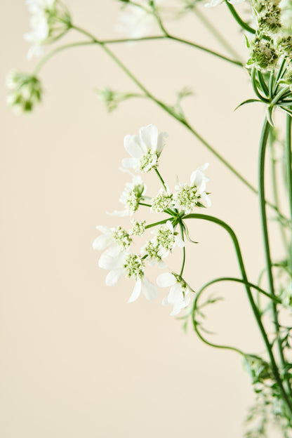 Blomsterkørvel 'QIS White Finch'