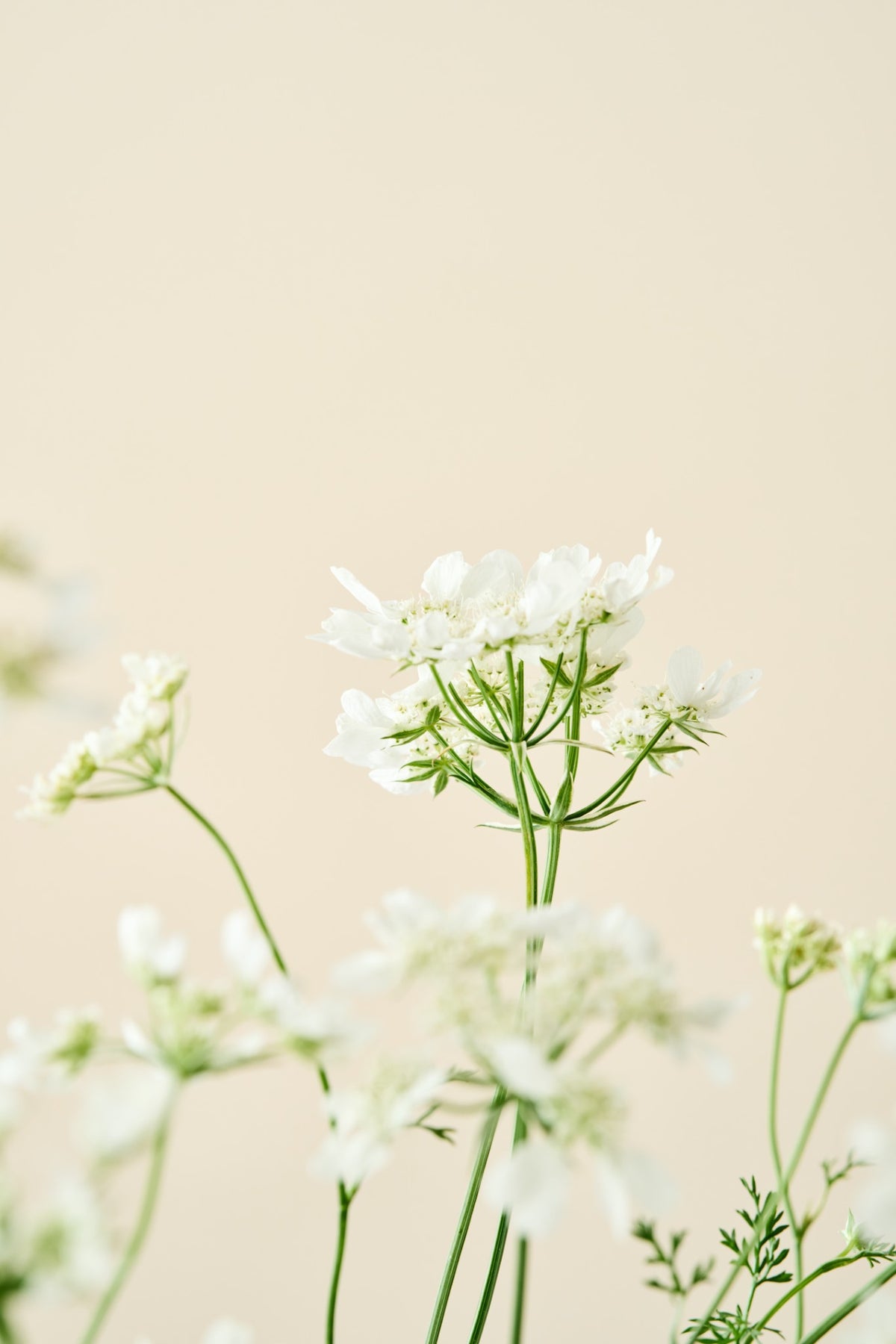 Blomsterkørvel 'QIS White Finch'