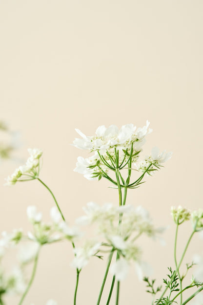 Blomsterkørvel 'QIS White Finch'