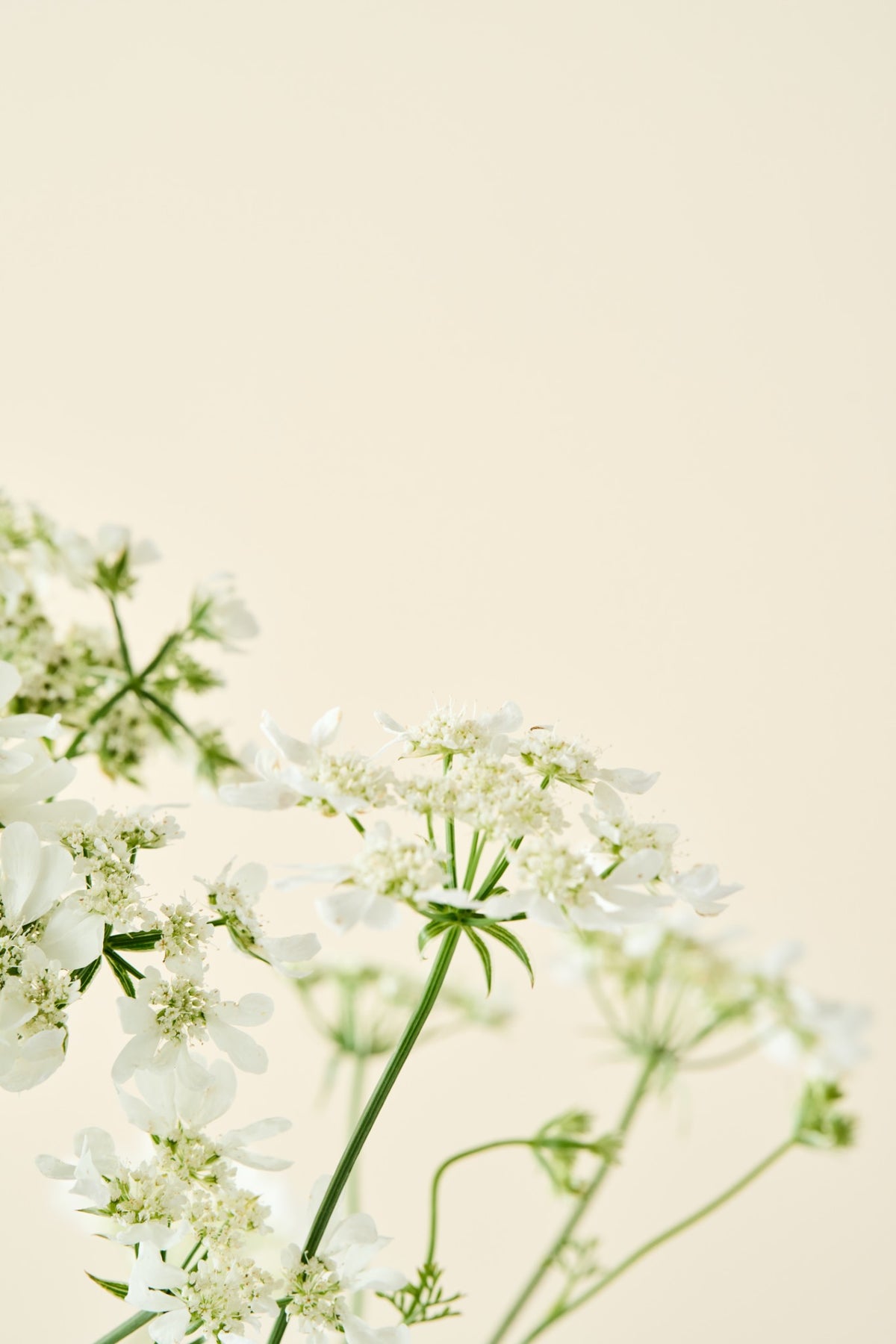 Blomsterkørvel 'QIS White Finch'