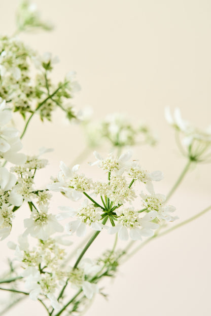 Blomsterkørvel 'QIS White Finch'