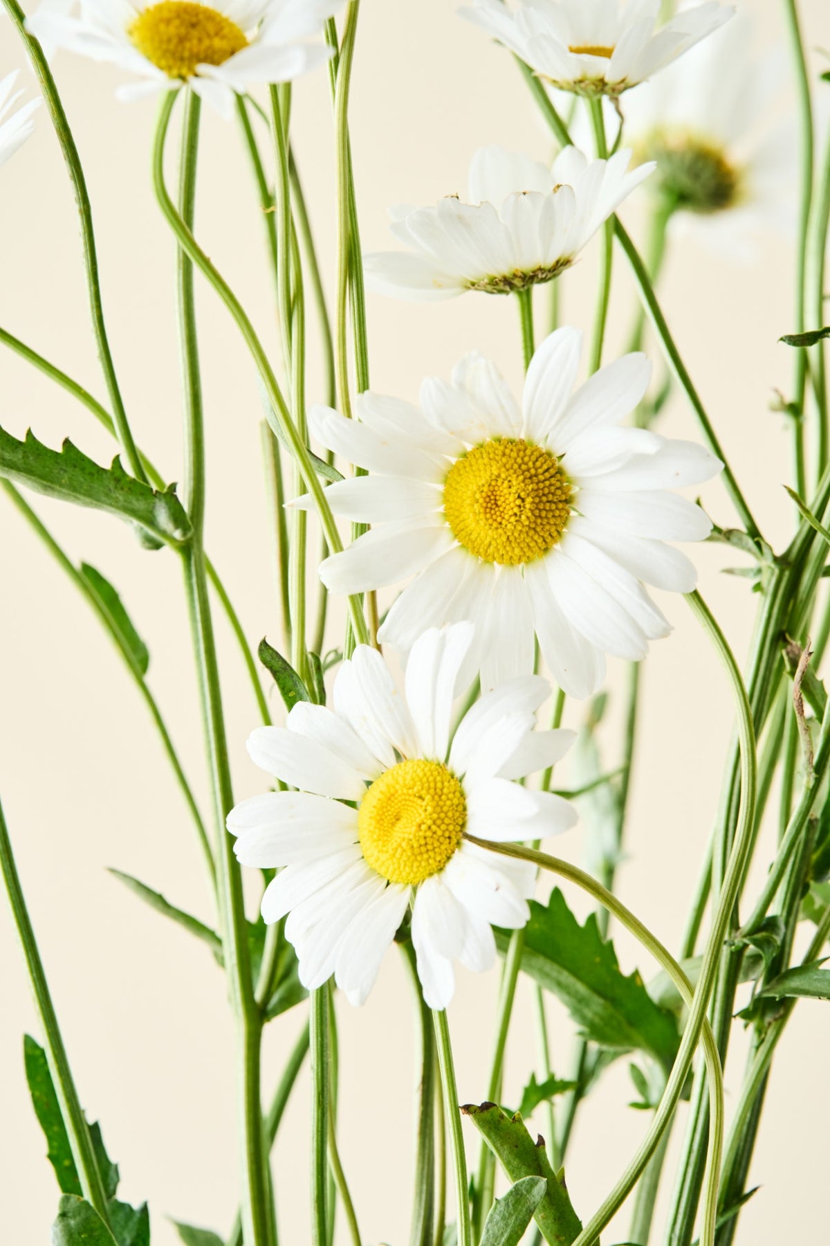 Kæmpe marguerit 'May Queen' - frø