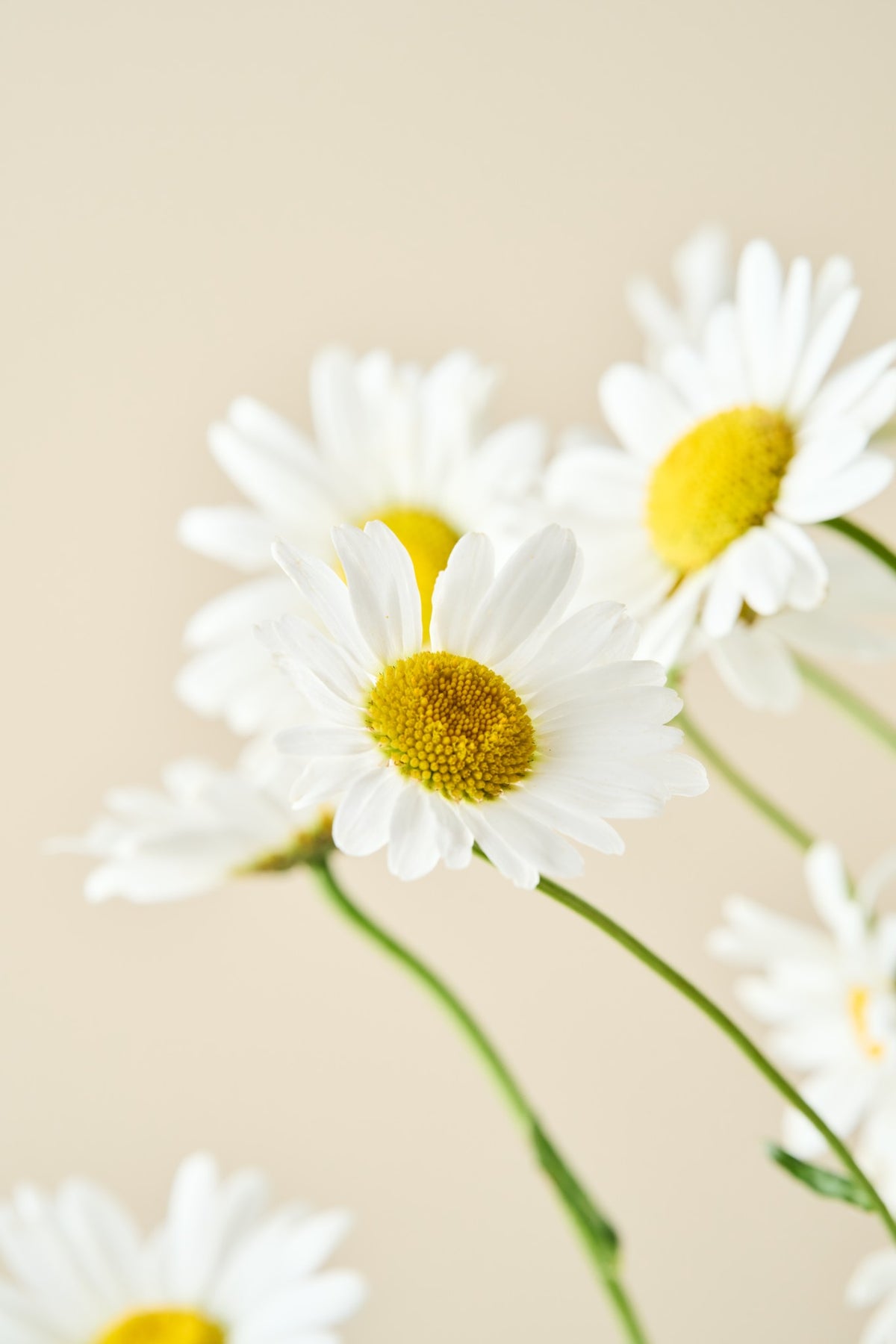Kæmpe marguerit 'May Queen' - frø