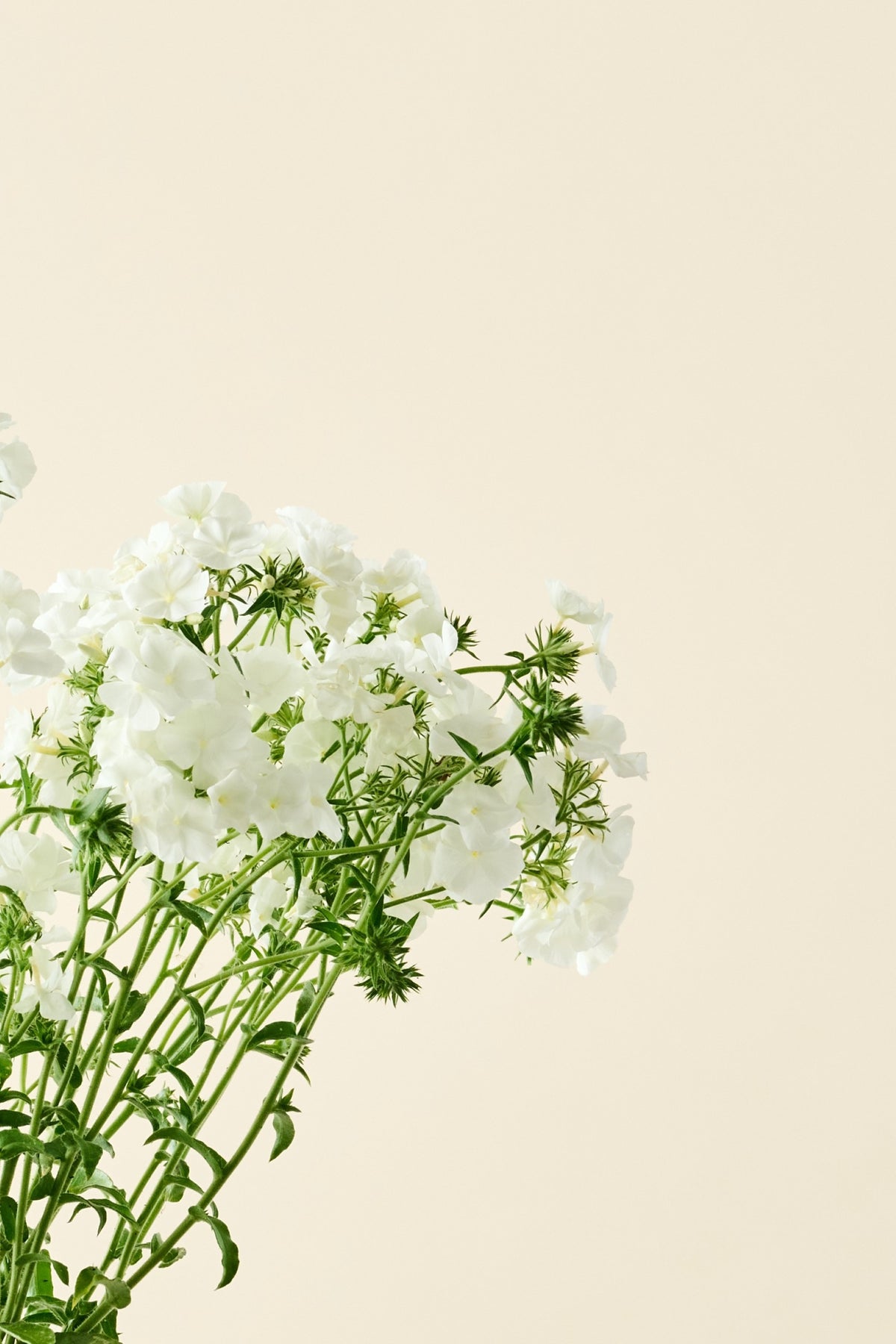 Sommerfloks 'Alba' - frø