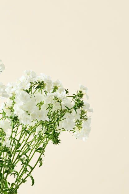 Sommerfloks 'Alba' - frø