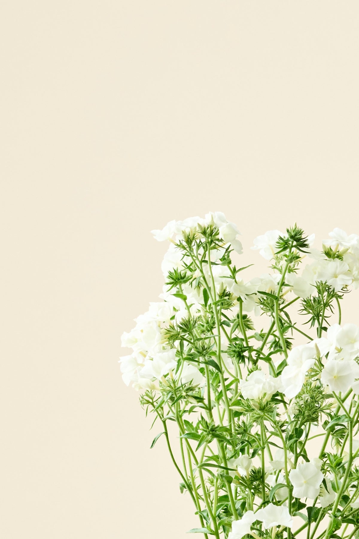 Sommerfloks 'Alba' - frø