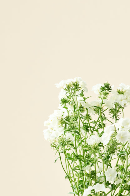 Sommerfloks 'Alba' - frø