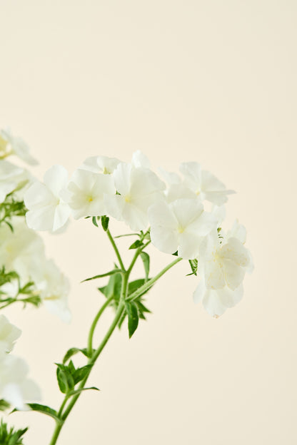 Sommerfloks 'Alba' - frø