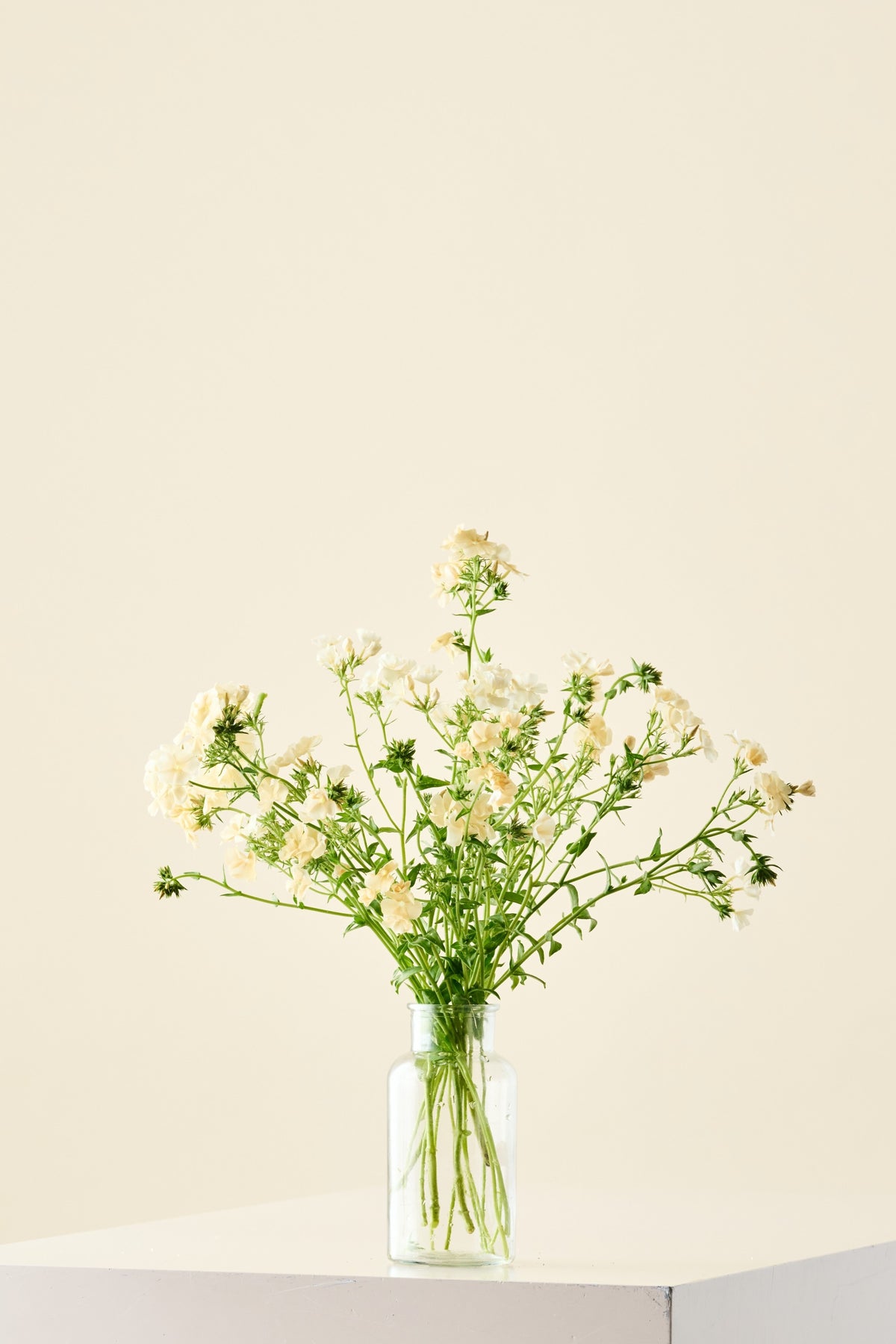 Sommerfloks 'Isabellina'  - frø
