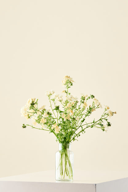 Sommerfloks 'Isabellina'  - frø