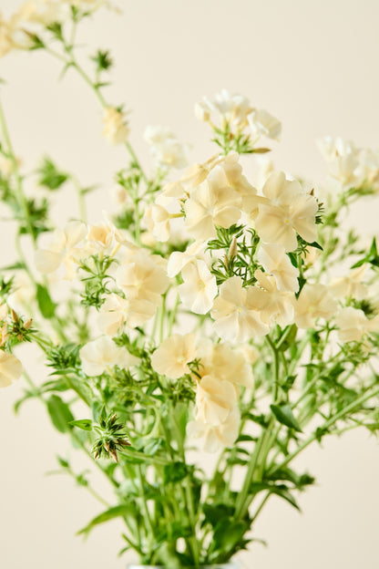 Sommerfloks 'Isabellina'  - frø