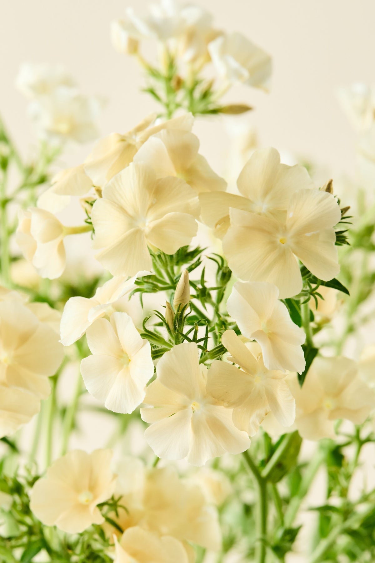 Sommerfloks 'Isabellina'  - frø