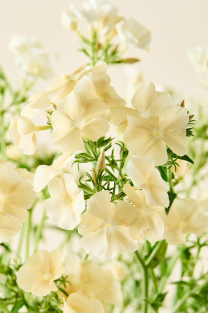 Sommerfloks 'Isabellina'  - frø