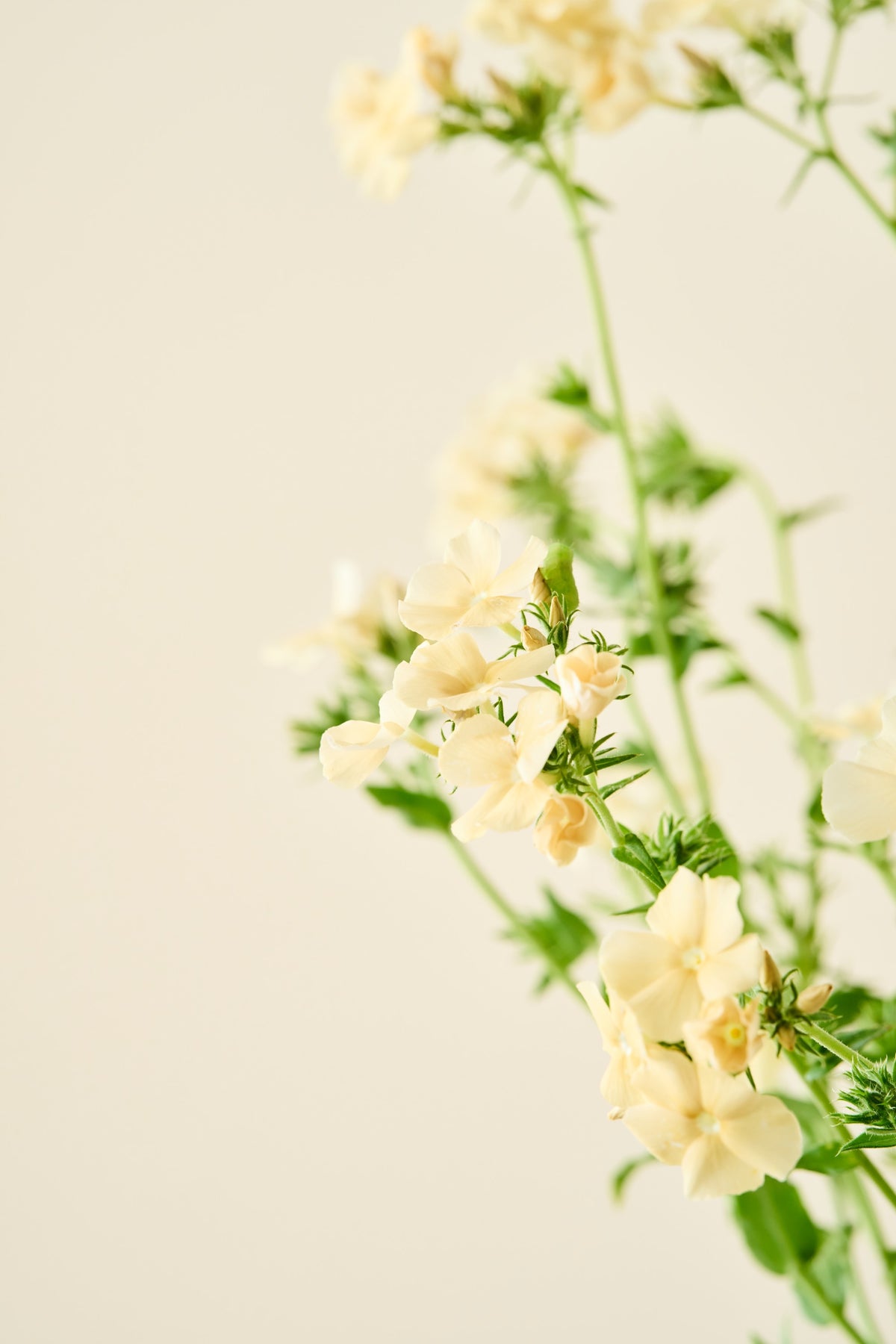 Sommerfloks 'Isabellina'  - frø