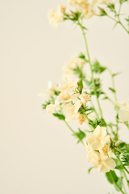 Sommerfloks 'Isabellina'  - frø