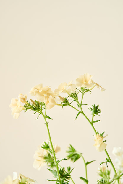 Sommerfloks 'Isabellina'  - frø