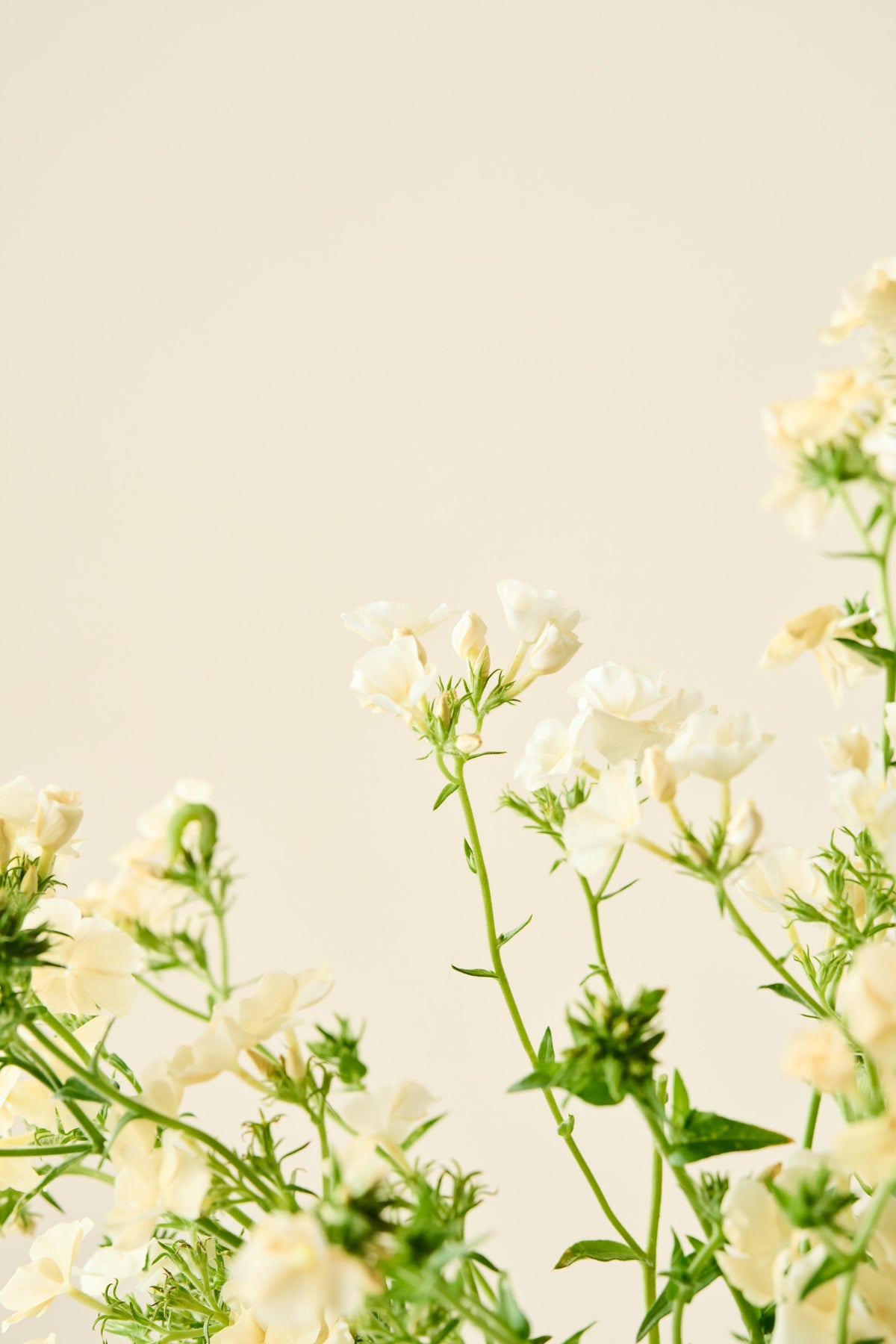 Sommerfloks 'Isabellina'  - frø