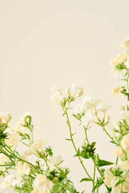Sommerfloks 'Isabellina'  - frø