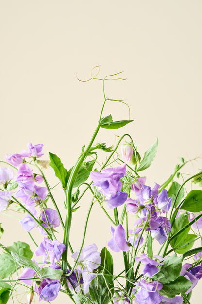 Ærteblomst 'Royal Family Lavender' - frø