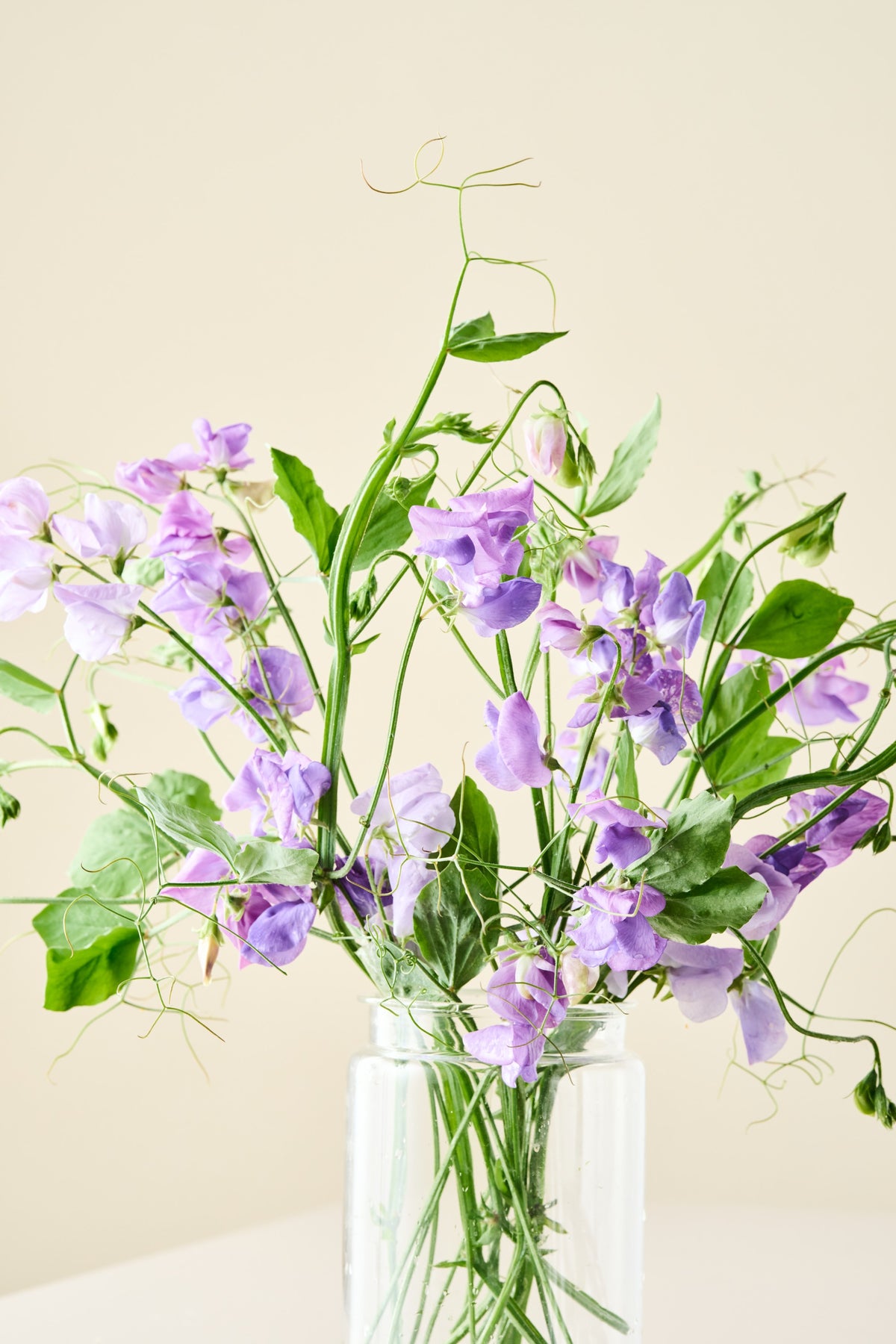 Ærteblomst 'Royal Family Lavender' - frø