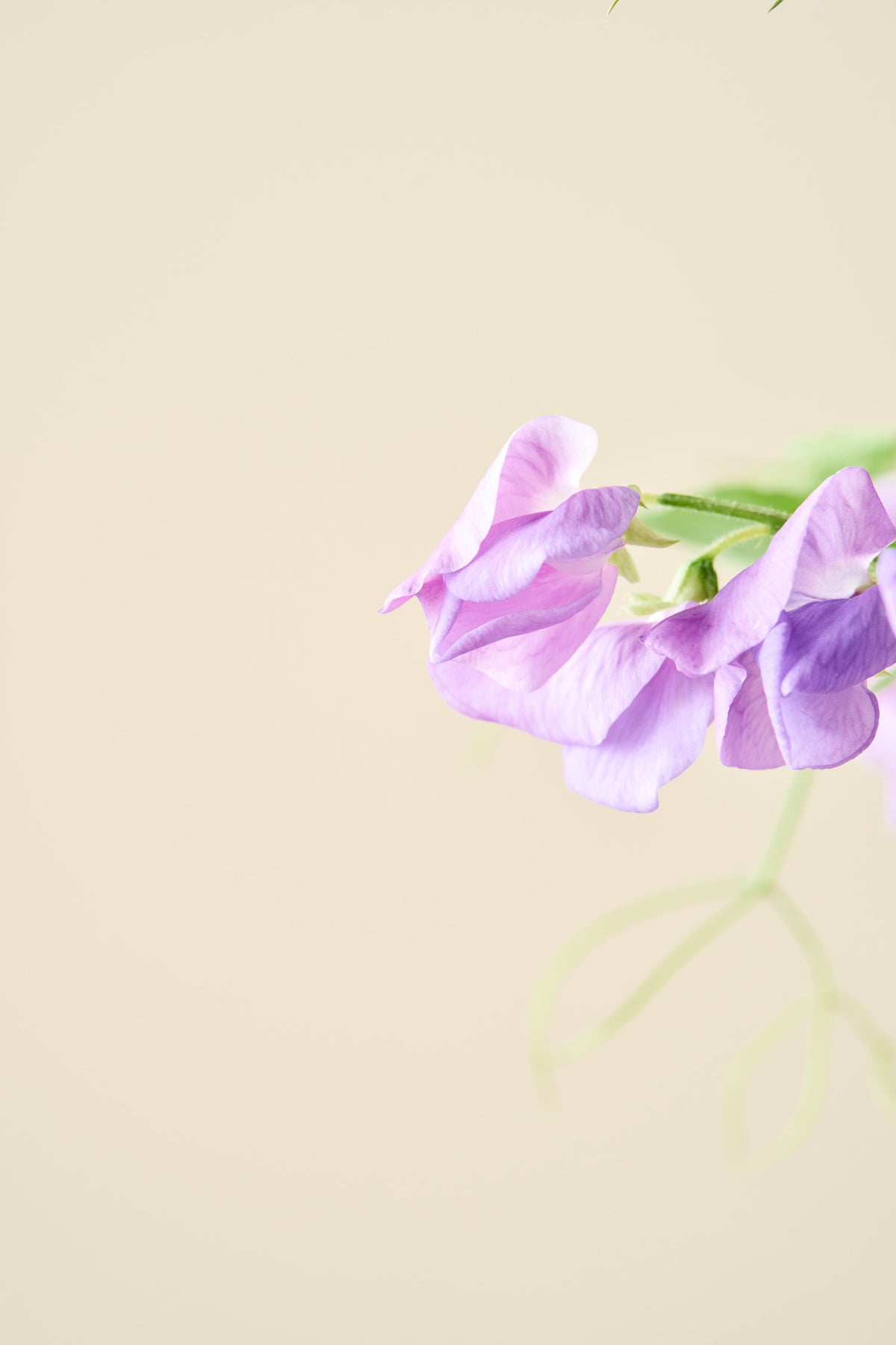 Ærteblomst 'Royal Family Lavender' - frø