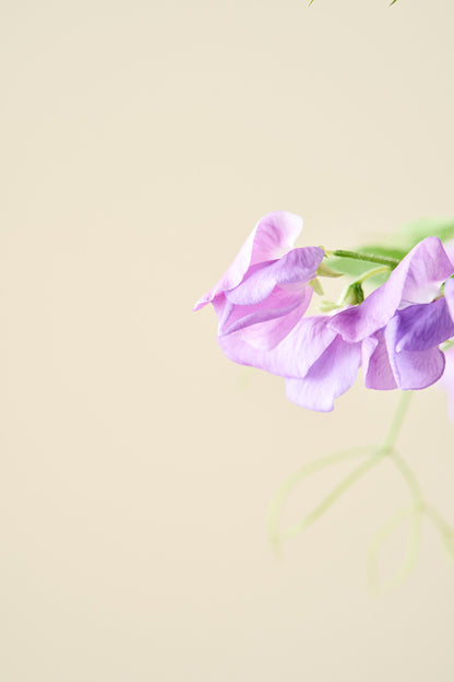 Ærteblomst 'Royal Family Lavender' - frø