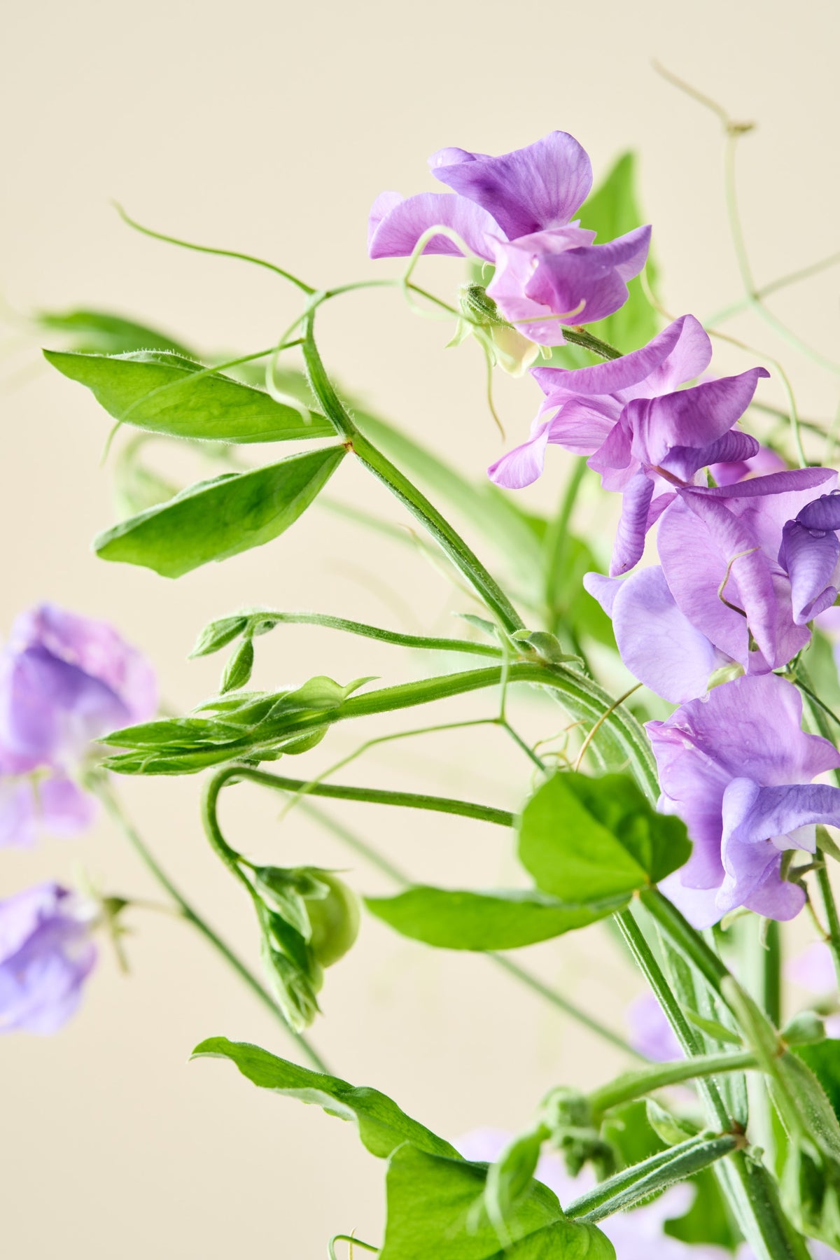 Ærteblomst 'Royal Family Lavender' - frø