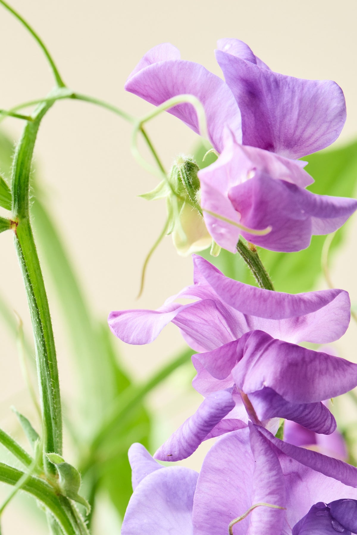 Ærteblomst 'Royal Family Lavender' - frø