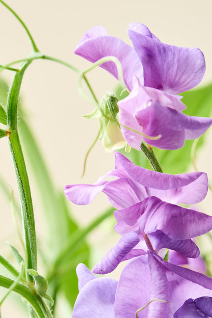 Ærteblomst 'Royal Family Lavender' - frø